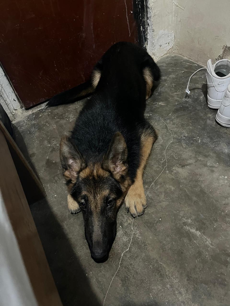 Channel de Pastor Alemán