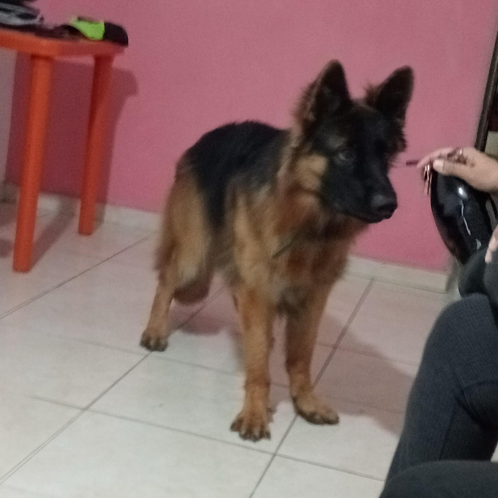 Máximo de Pastor Alemán