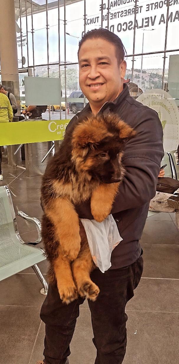 Máximo de Pastor Alemán