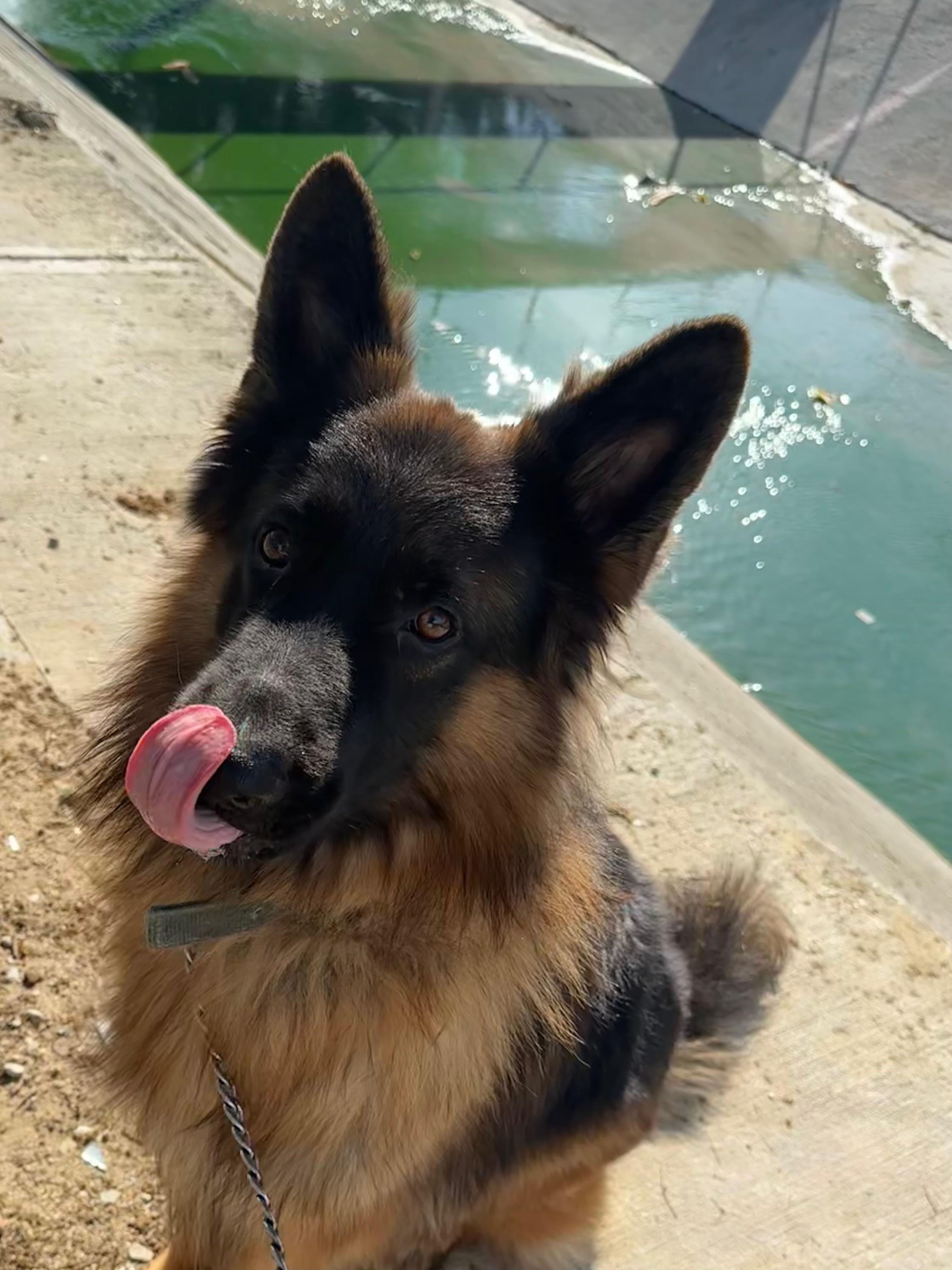 Máximo de Pastor Alemán