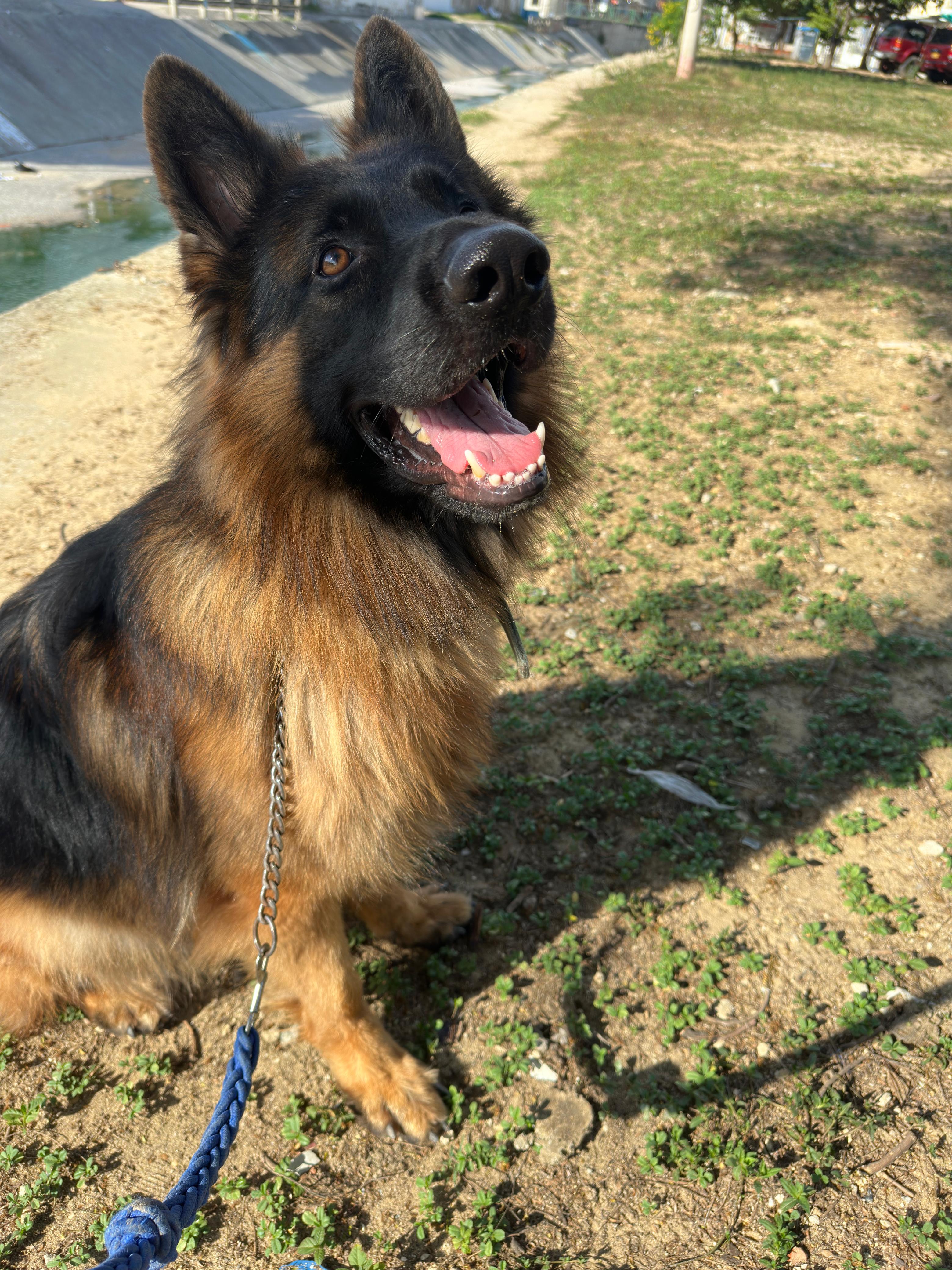 Máximo de Pastor Alemán