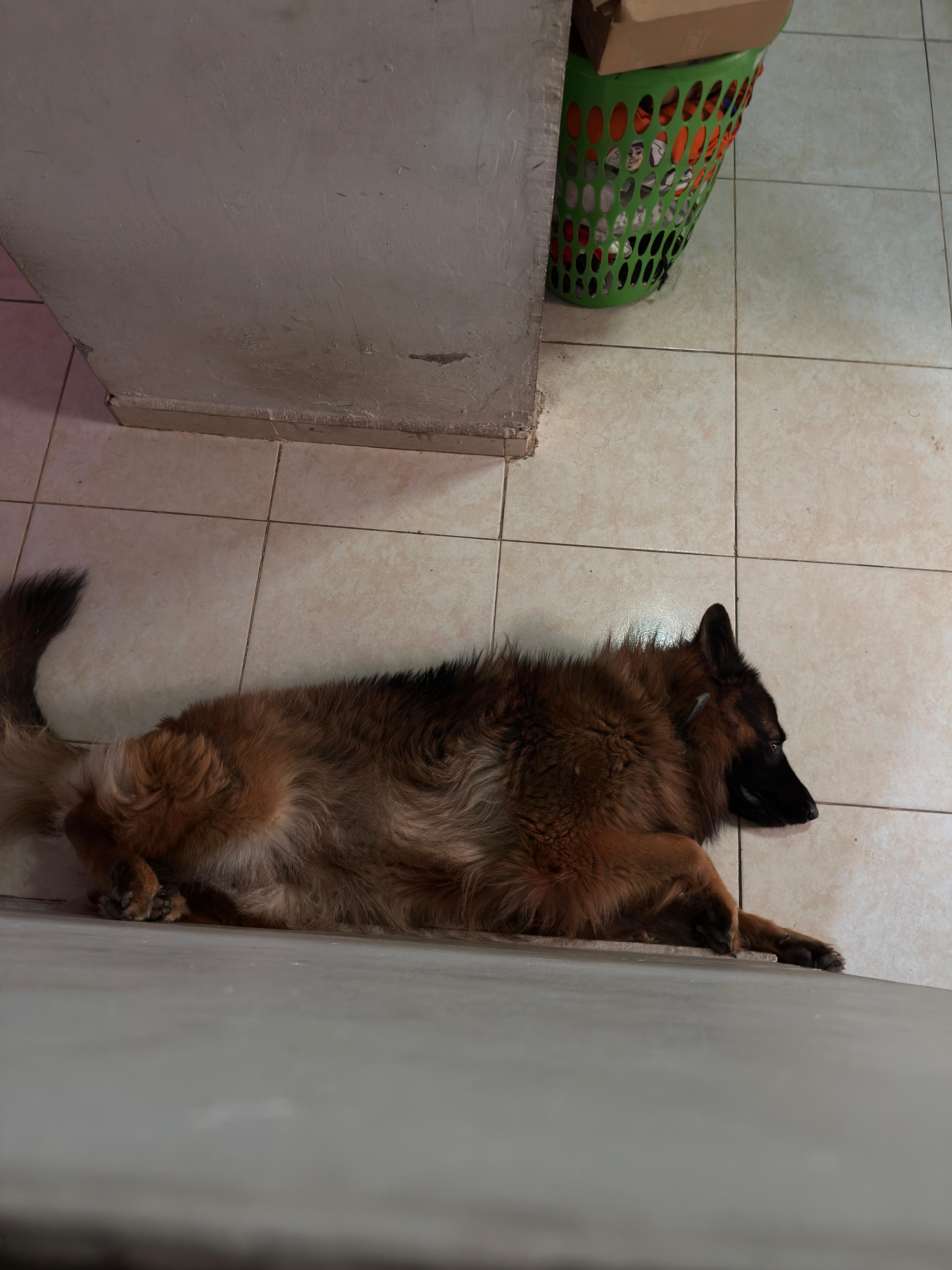 Máximo de Pastor Alemán